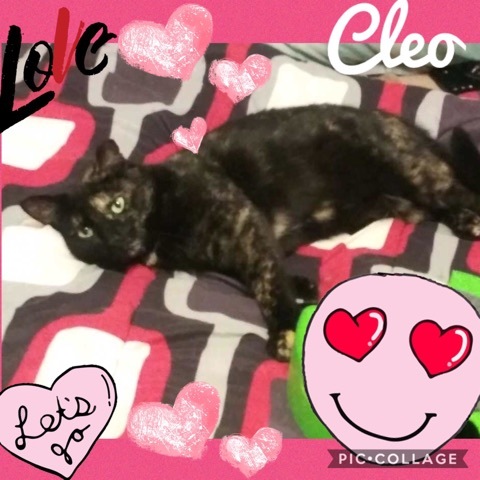Photo of Cleo & Ranger