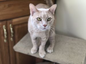 . Presley- At the Adoption Center .