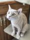 . Presley- At the Adoption Center .