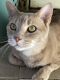 . Presley- At the Adoption Center .