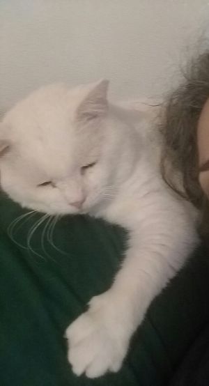 . Lou .