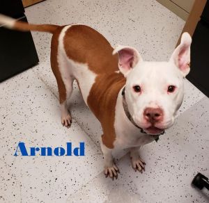 . Arnold-P4P dog .