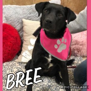 . Bree .