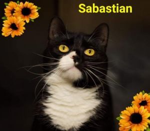 . Sabastian - 31732 .
