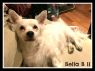 . Bella B II (dog savvy foster home also needed) .