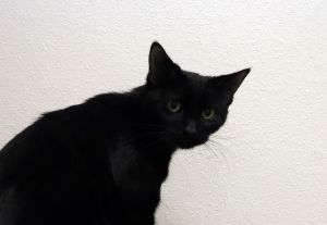 . Catsy .