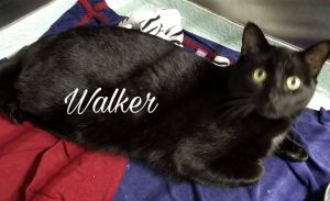 . Walker .