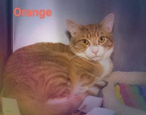 . Orange .