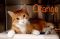 . Orange - Barn Cat .