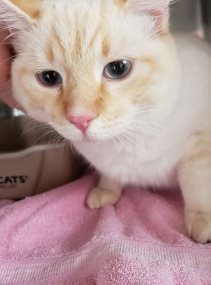 . Archie .