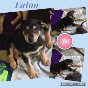 . Eaton .