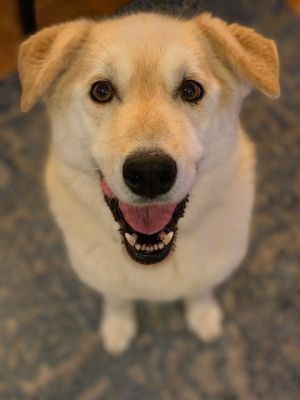 Photo of Pebble