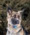 Brenna German Shepherd Rescue of the Rockies - Brenna