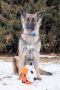 Brenna German Shepherd Rescue of the Rockies - Brenna