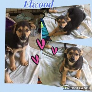 . Ellwood .