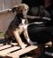 . Gigi Jordani Canaan Puppy .