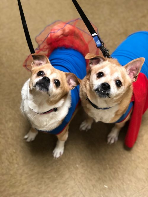 . Kiko and Maggie, bonded pair .