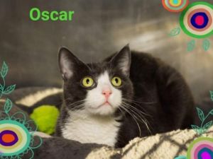 . Oscar .
