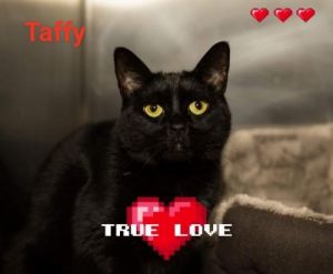 . Taffy .