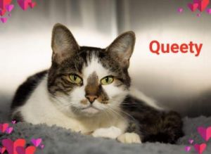 . Queety .