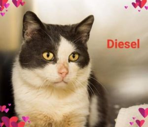 . Diesel .