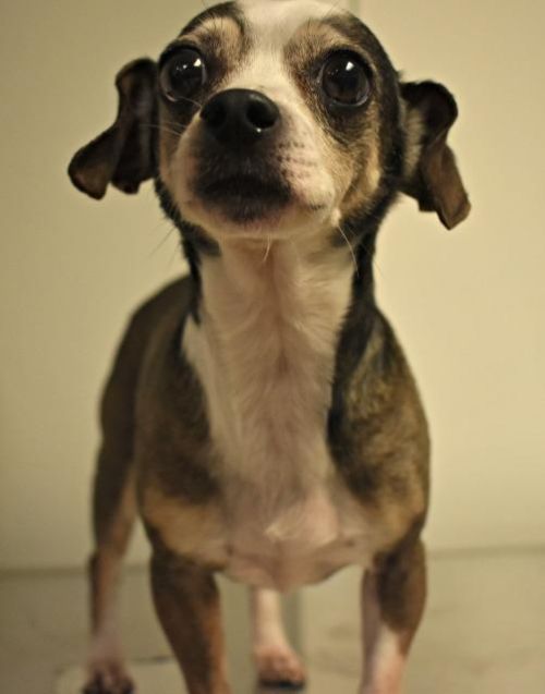 . Pippa .