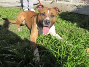 . Nate (Sammy)-P4P dog .