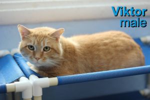 . Viktor .