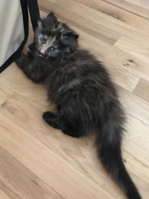 . Penelope "Penny" B .