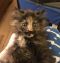 . Penelope "Penny" B .