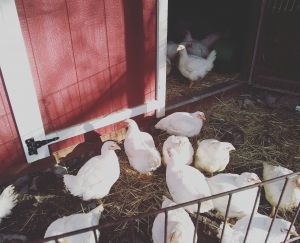 . Hens .