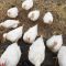 . Hens .