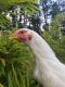 . Hens .