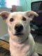. Mia - Take My Lead Dog .