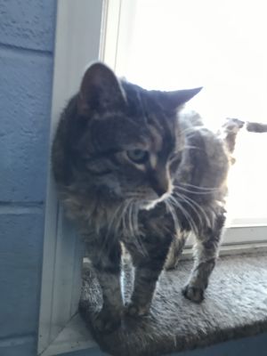 . North Providence Cat (soon to be named) .