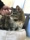 . North Providence Cat (soon to be named) .