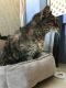 . North Providence Cat (soon to be named) .