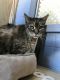. North Providence Cat (soon to be named) .