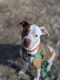 . Boone - Take My Lead Dog .
