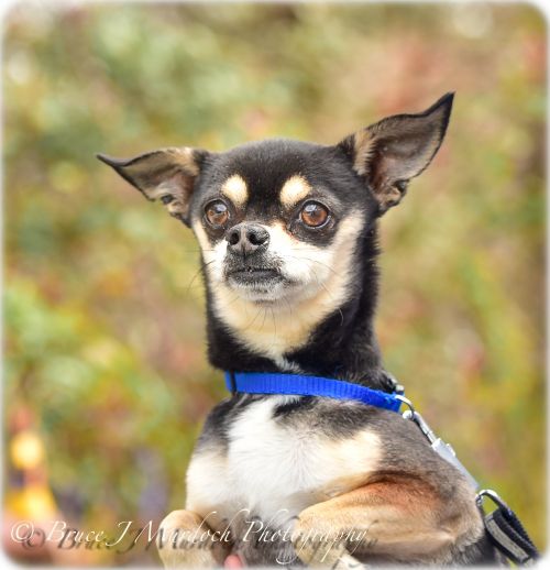 Our Dogs Saving Grace Photo Of Pj