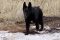 . Xanthippe .