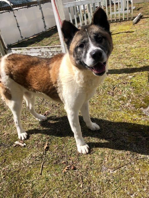 Available - Big East Akita Rescue