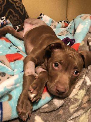. Avery - Male Puppy .