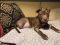 . Avery - Male Puppy .
