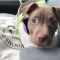 . Avery - Male Puppy .