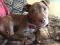 . Avery - Male Puppy .