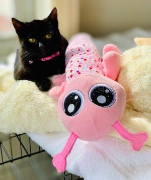 . Salem Bombay Kitten .