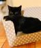 . Salem Bombay Kitten .