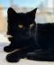 . Salem Bombay Kitten .