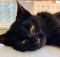 . Salem Bombay Kitten .